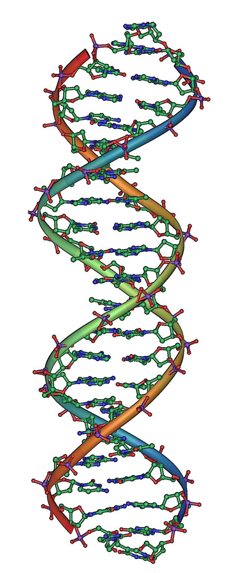 DNA