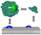 CFN Nanopartikel Protein Corona