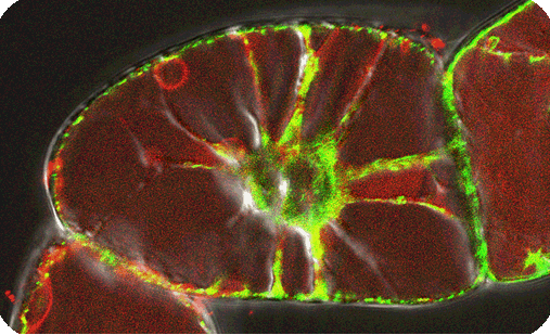 Nano-Biology 2011