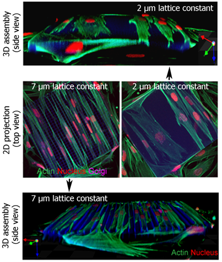 http://www.cfn.kit.edu/img/research_e_nano_biology/E2_3_4.png